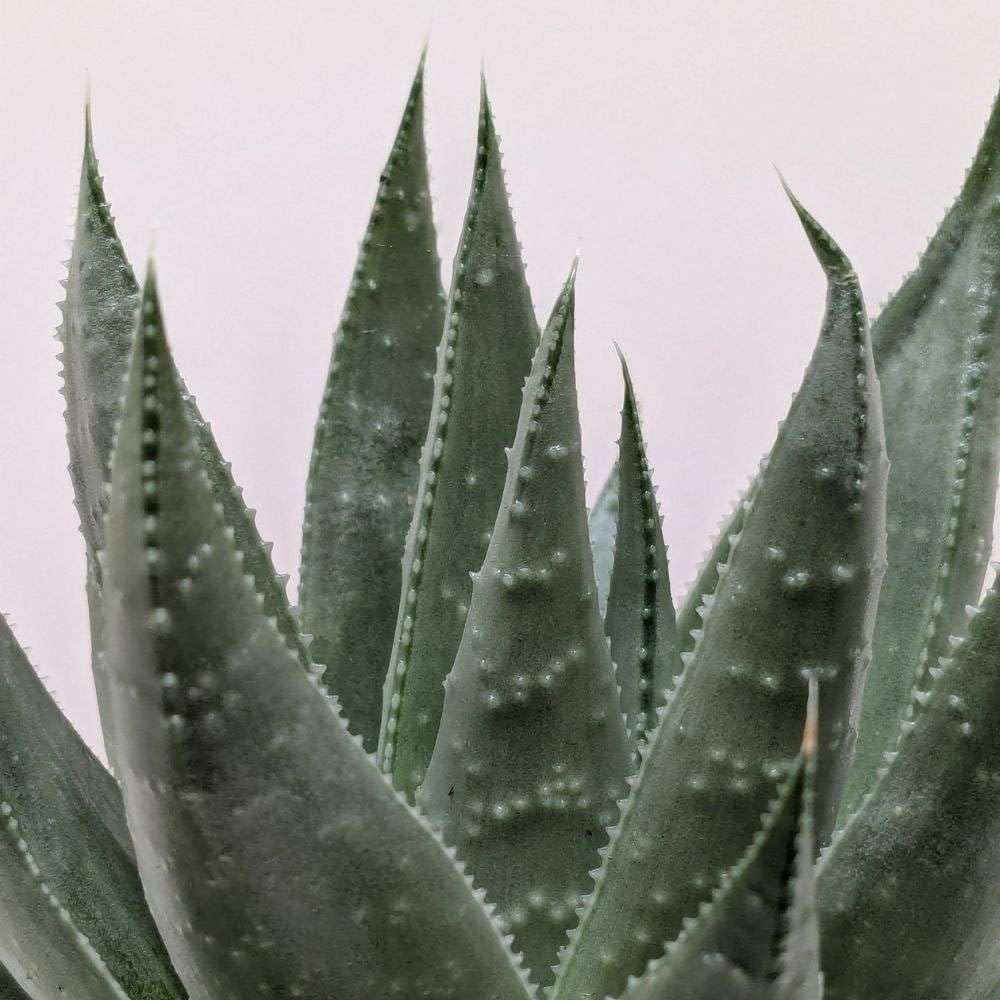 Succulent Haworthia Savanna Live Plant for Indoor | Different Houseplants in 4'' & 6'' Pot | Real House Plant Decor for Living Room, Office, Desk & Bathroom | Little Warty Ox Tongue