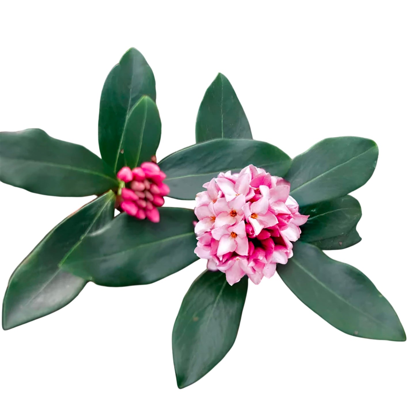 Daphne Pink Shrub – Fragrant Evergreen with Clusters of Pink Blooms, Compact Flowering Plant for Borders & Containers (1 Gallon/Potted/Set of Two)