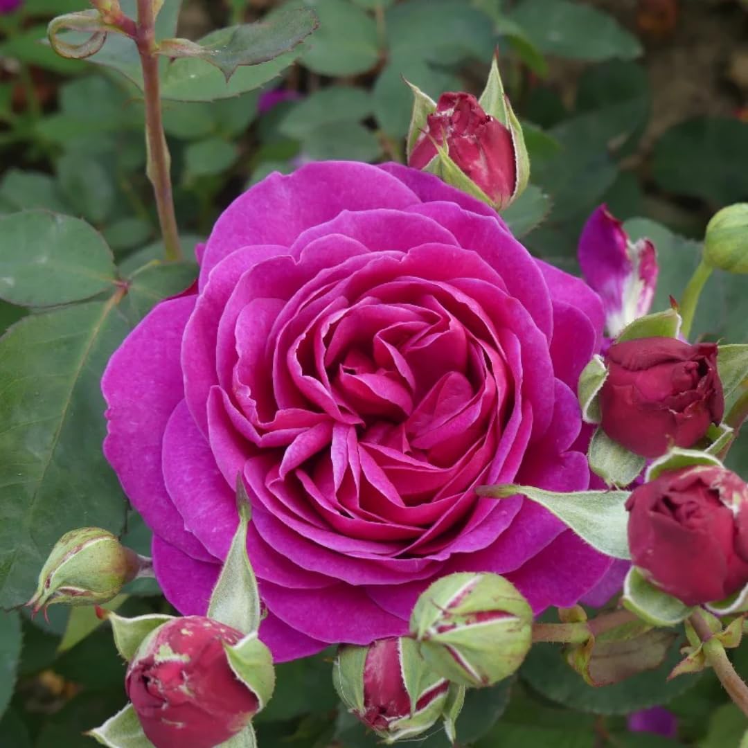 6 Months Old Climbing Rose Live Plant, Well Rooted 5-9" Tall, No Leaf, Ready to Plant Indoor Outdoor, Climber Rose Bush, Hybrid Tea Rose Like, Very Fragrant, Long Bloomer (Purple)