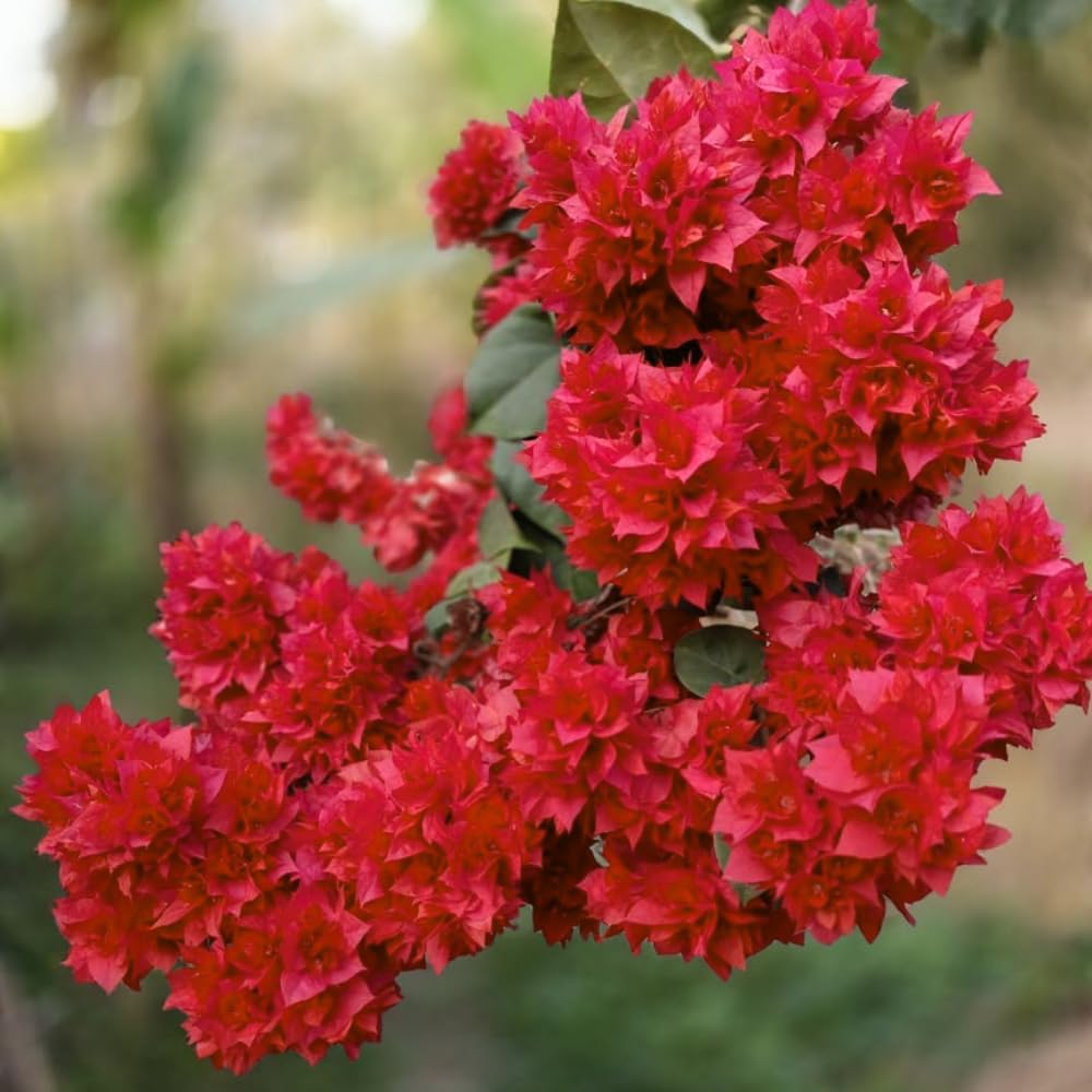 2 Bougainvillea Plants Live, Bougainvillea Flowering Vine Plant, Colorful Climbing Plants for Indoor Outdoor Garden 4-7 Inches (Double Red)