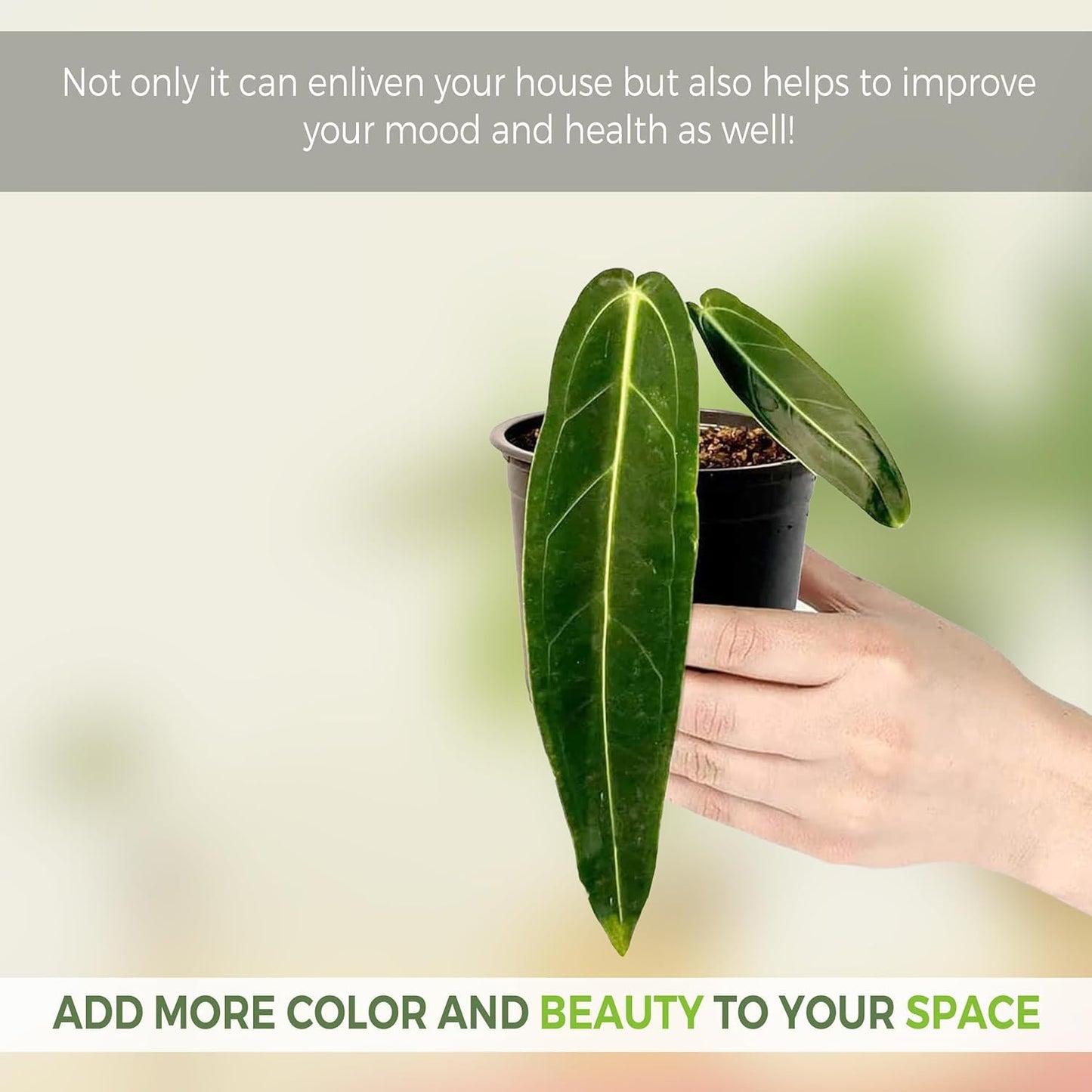 LEAL PLANTS ECUADOR Anthurium Warocqueanum & Philodendron Mamei Silver (Pack of 2), Rare Exotic Indoor Plants | Air-Purifying & Easy-Care Houseplants| Perfect for Home & Office Décor