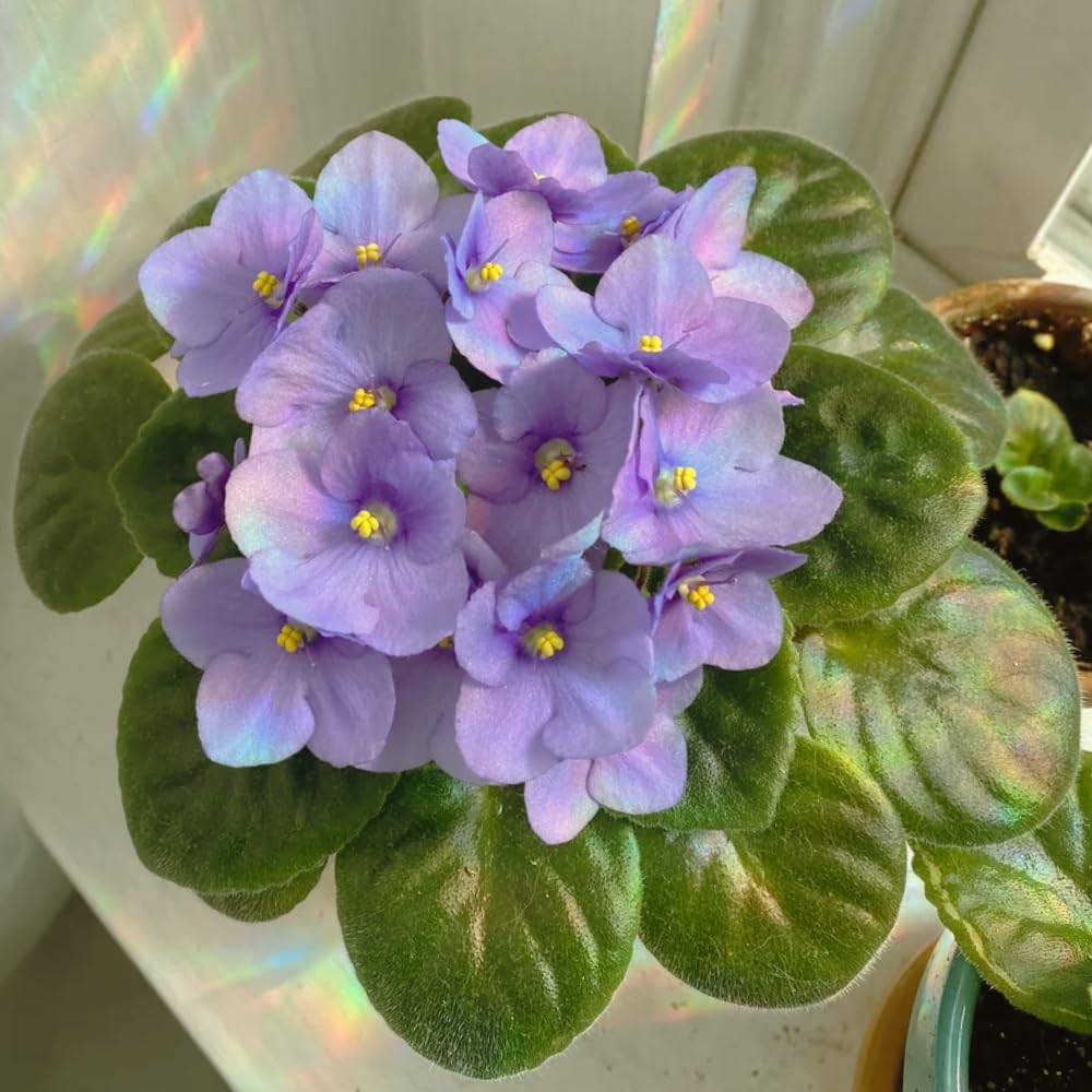 African Violets Live Plants, African Violet Plant Live in 4 Inches Pot, Violets Flowers Houseplant, 4-7 Inches Tall for Home Office Decor (Light Purple)