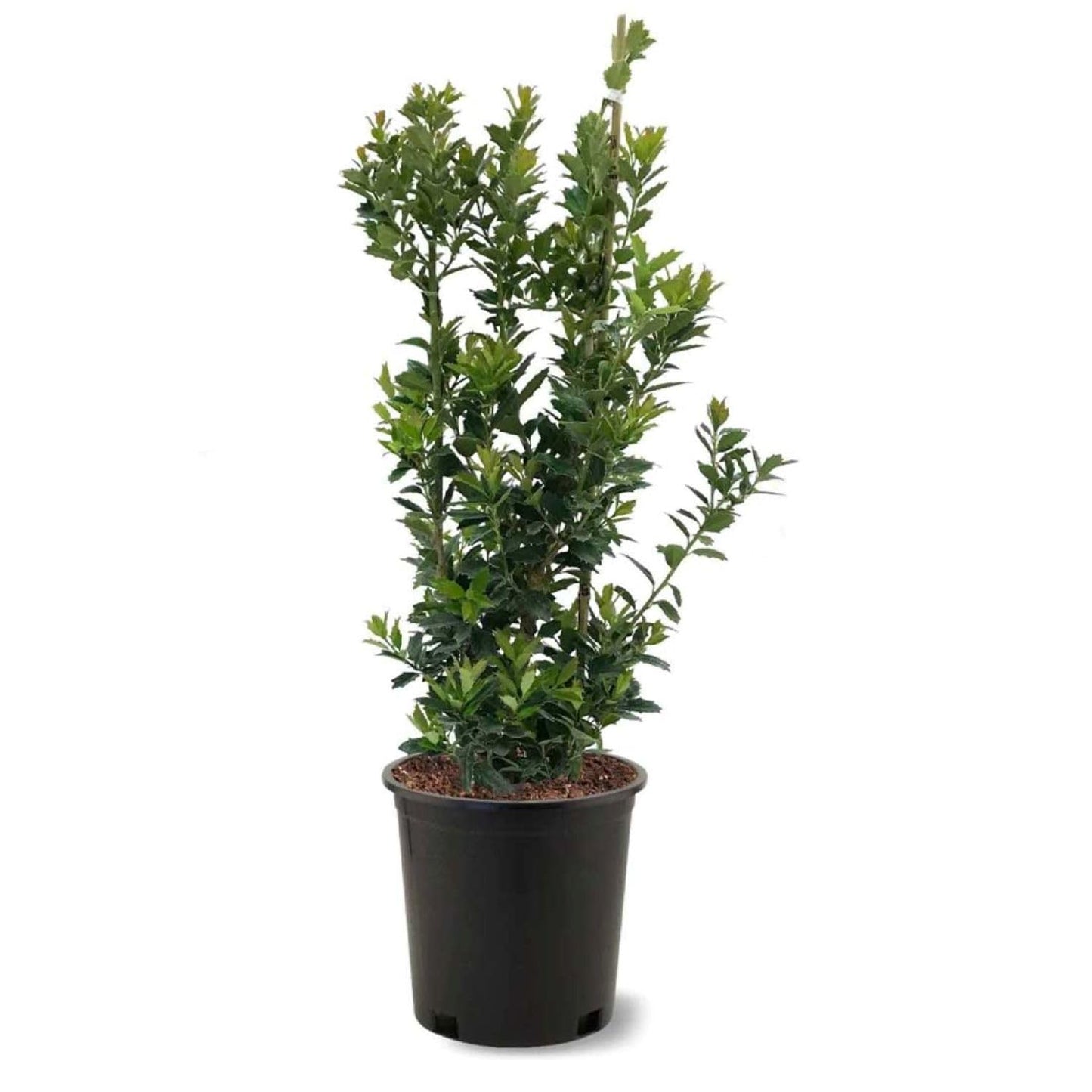 American Plant Exchange Holly Oak Leaf, Live Large 3-Gallon Pot, Upright Evergreen Shrub, Emerald-Green Oak-Like Foliage, Ideal for Hedges or Screening, Indoor/Outdoor Landscape/Houseplant