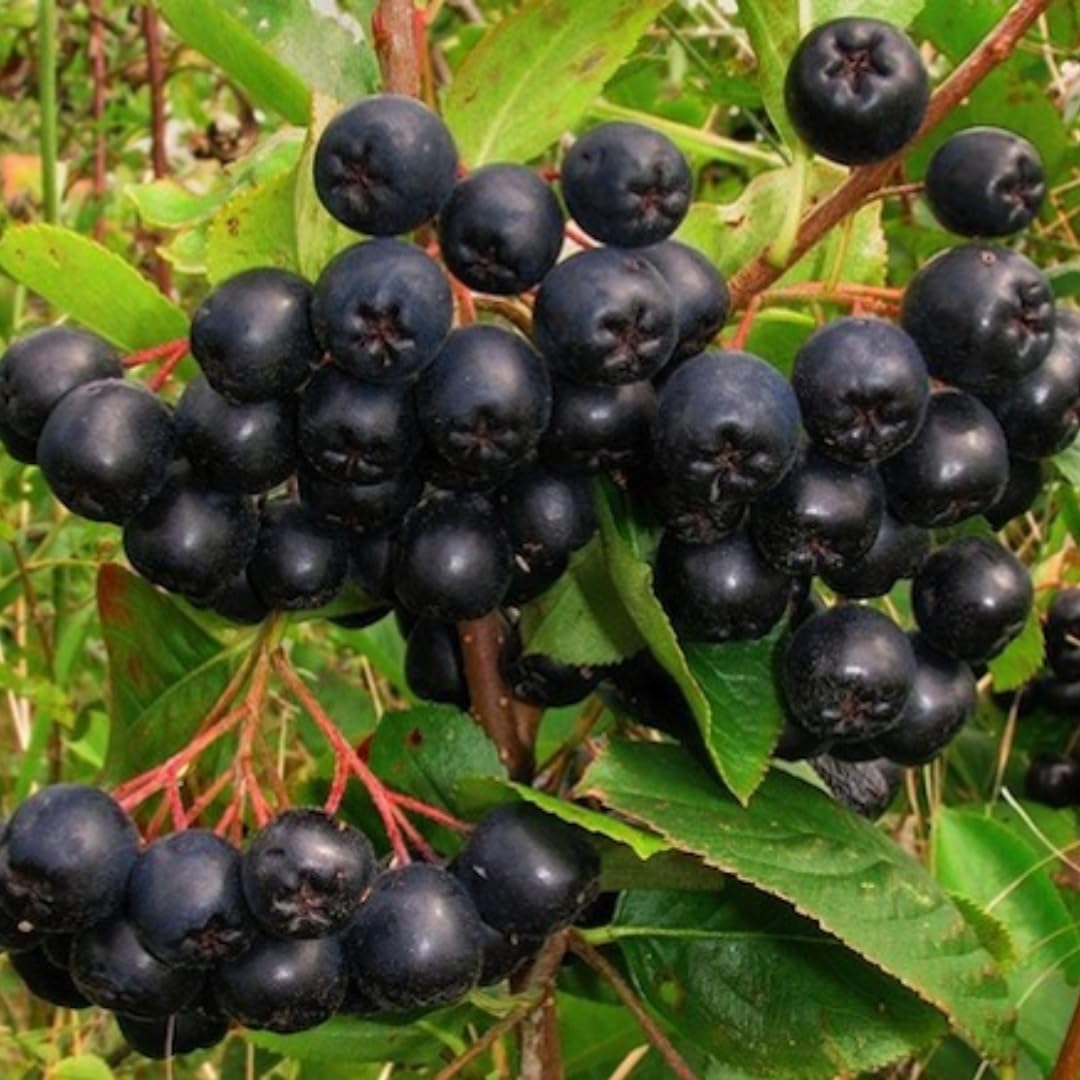 Viking Chokeberry Plant Live, Aronia Plants Shrub Bush, Chokecherry Like, 6 to 12 Inc Plant (Black)