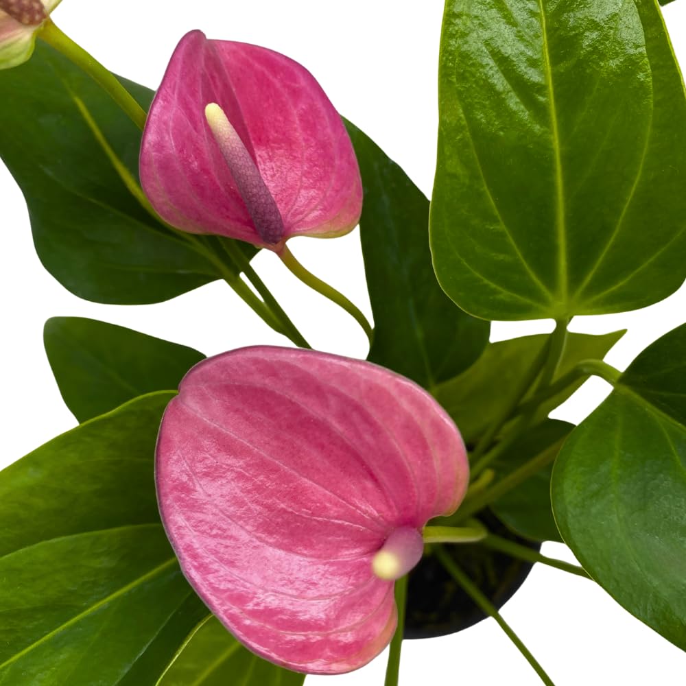 BubbleBlooms Anthurium Purple, 4 inch