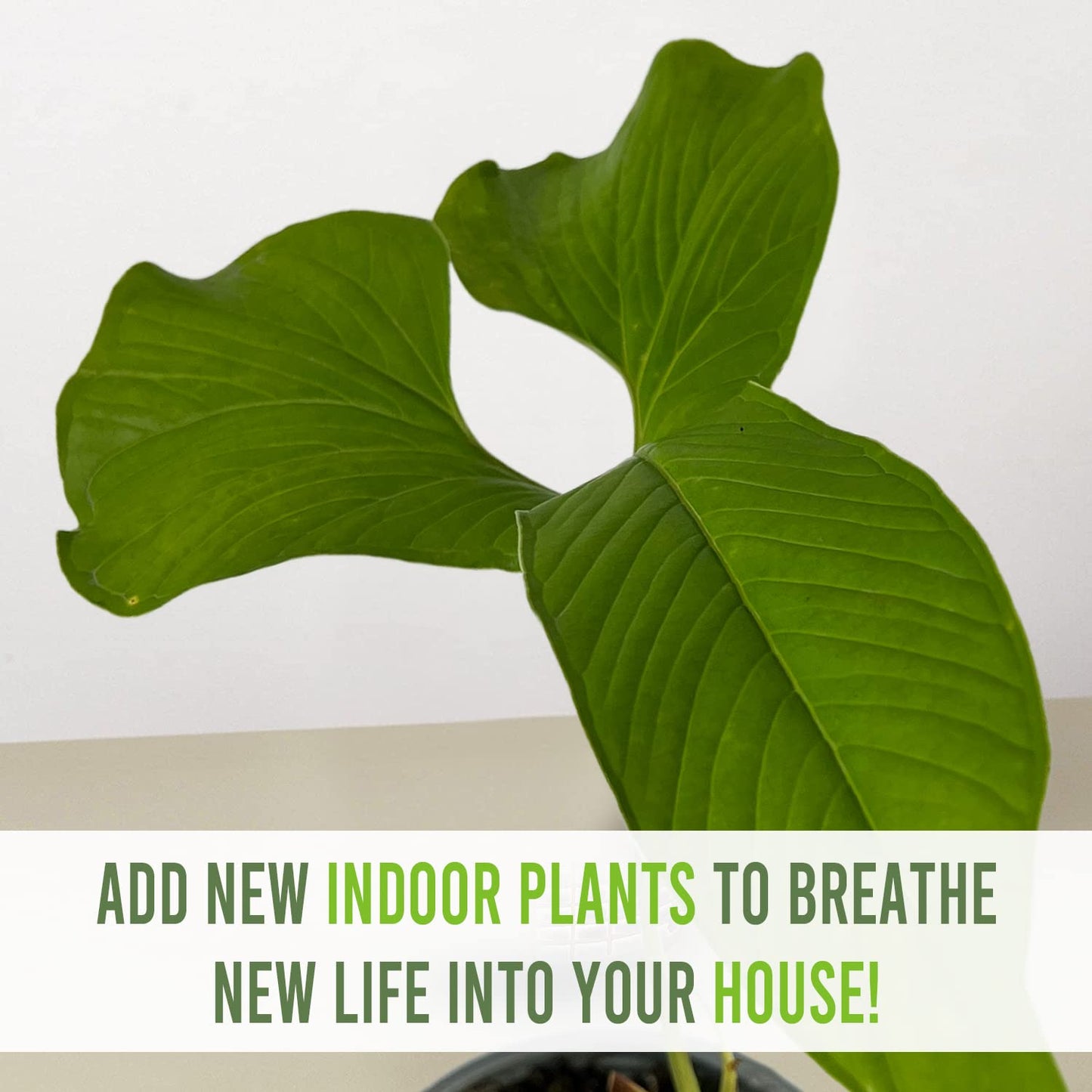 LEAL PLANTS ECUADOR Anthurium Draconopterum| Lush Green Indoor House Plant | Large Elephant Ear Leaves | Air-Purifying Low-Light Houseplant | Exotic Tropical Anthurium for Home Decor