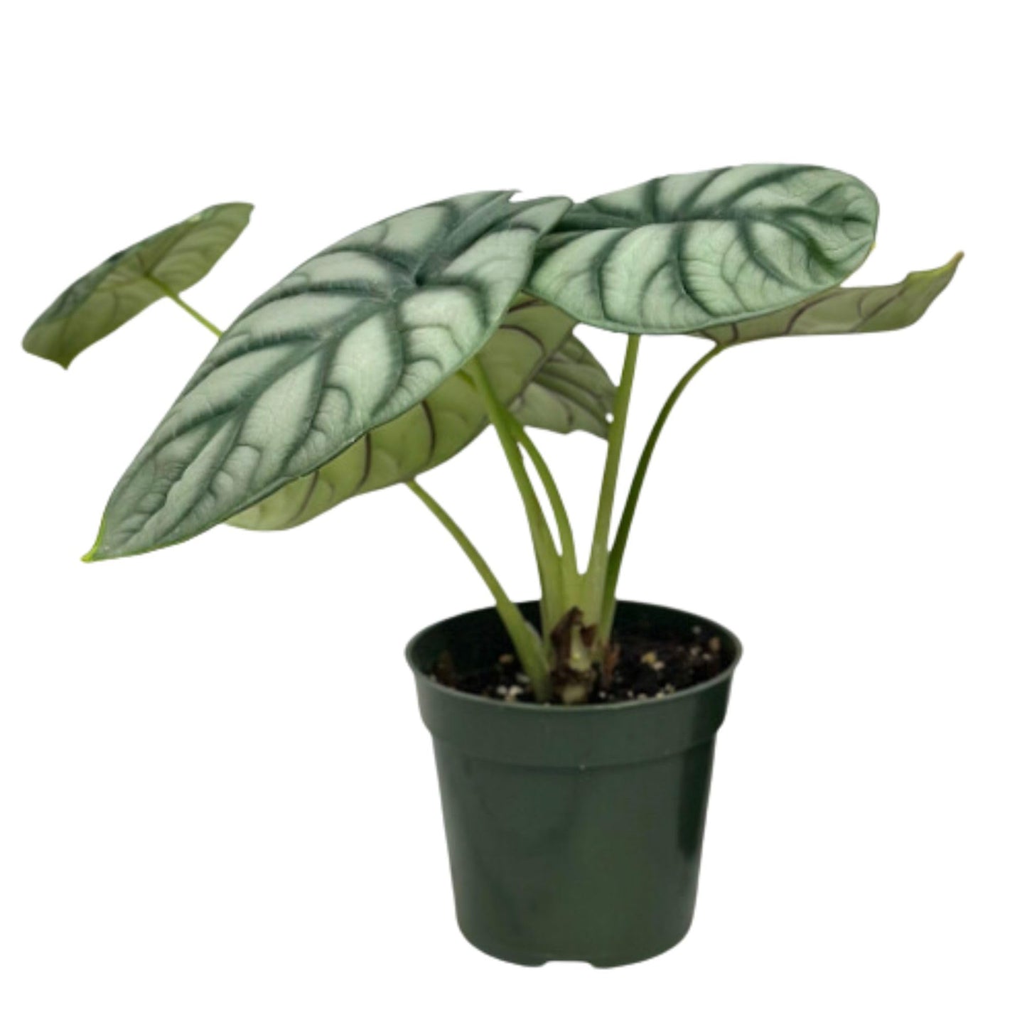 Alocasia Silver Dragon Live Plant - Rare Tropical Houseplant with Stunning Silver Foliage, Easy Care Indoor Plant for Home Décor, Office Spaces, and Unique Gifts (Heat Pack Included)