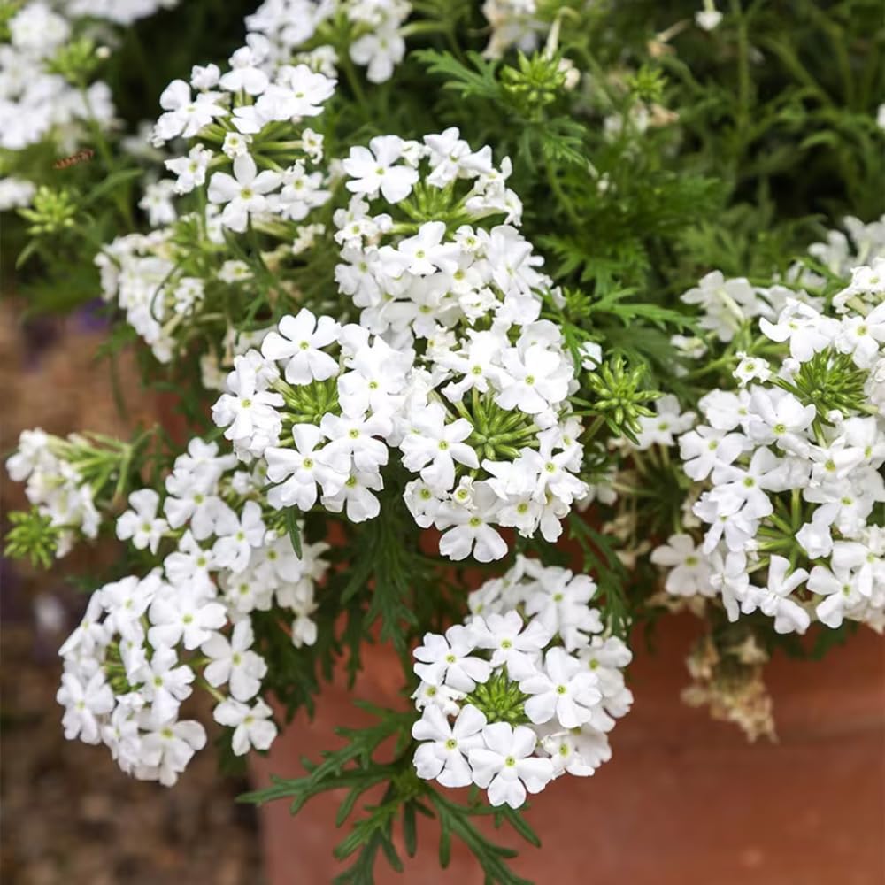 2 White Verbena Live Plants, Trailing Verbena Plants for Planting Outdoor, Perennial Ground Cover Flowers 4-7 Inches