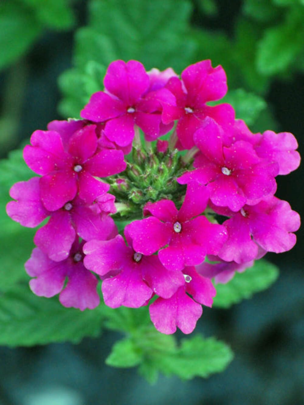 Perennial Farm Marketplace Verbena EnduraScape 'Hot Pink' (Vervain) Perennial, Size-#1 Container, Bright Fushia Flowers
