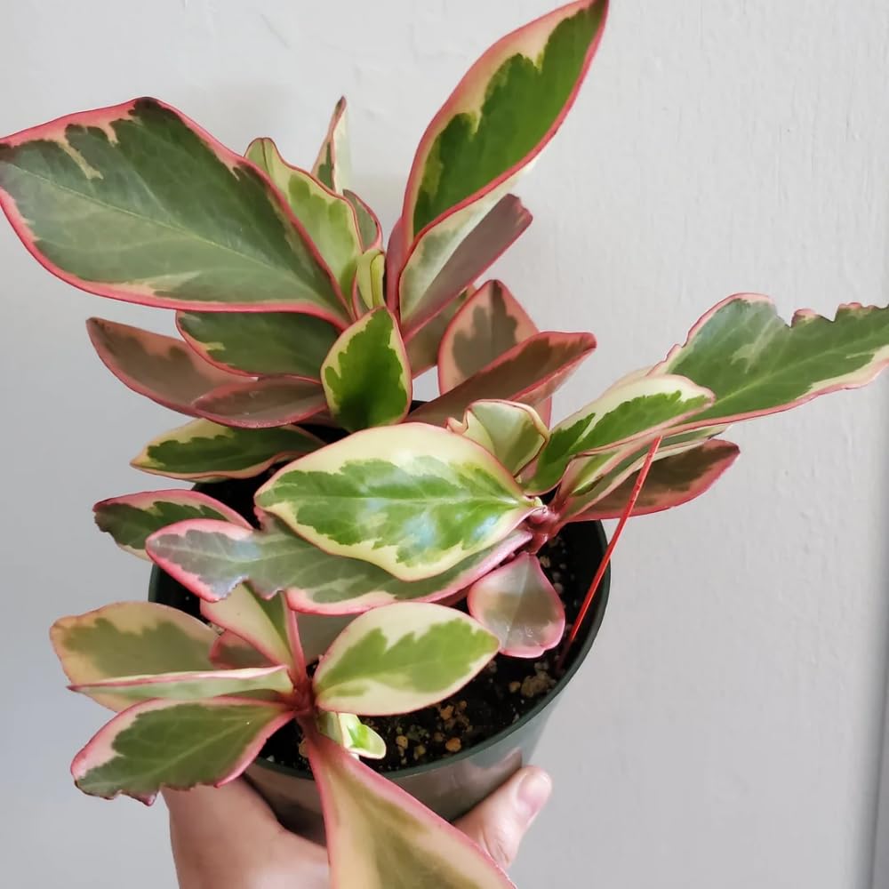 Peperomia Rainbow Plant Live, Variegated Foliage Indoor Houseplant, 4-7 Inches in Height, 3.5 Inch Pot for Planting