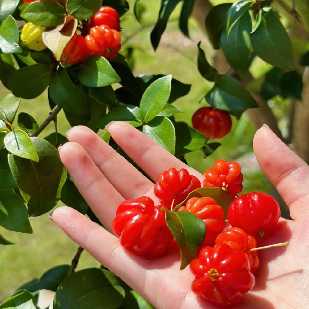 Surinam Cherry Tree Live Plant, 4-7" in Tall, Edible, Sweet, High Yielding Cherry Fruit Tree Fast-Growing for Outdoor Spring Planting