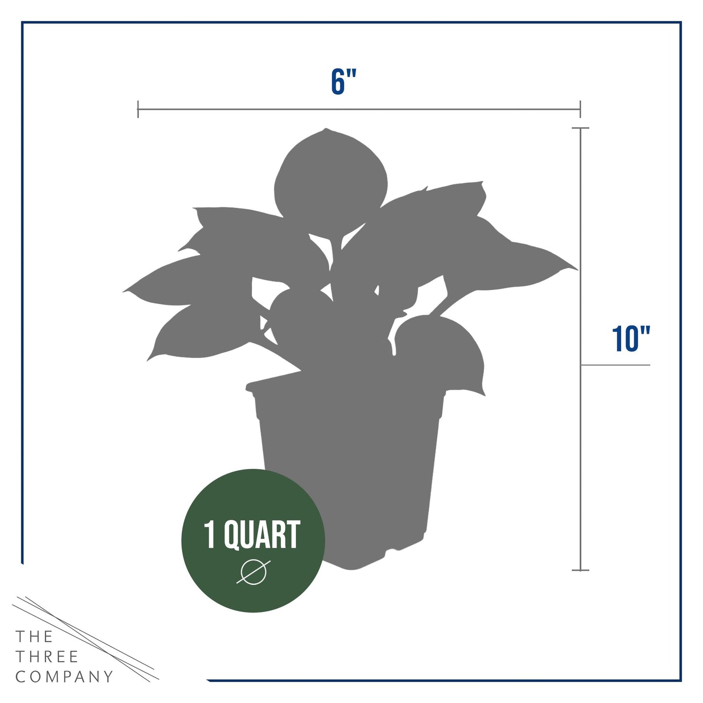 Live Perennial Hosta - Golden Tiara (3 Plants Per Pack) Beautiful Accent Plant, 10" Tall by 4" Wide in 1 Qt Pot