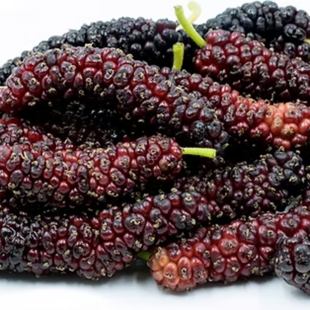 2 Mulberry Tree Live Plant, Pakistan Mulberry Plants Live for Planting Fruit Trees Indoor Outdoor Garden
