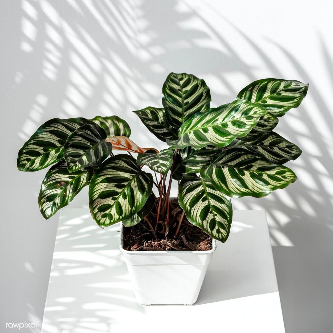 Andersen Farms Calathea Makoyana – 10 Inches Grower Pot – Peacock Plant – Live Air Purifying Indoor Plant with Patterned Green Leaves, Easy Care Tropical Home Décor
