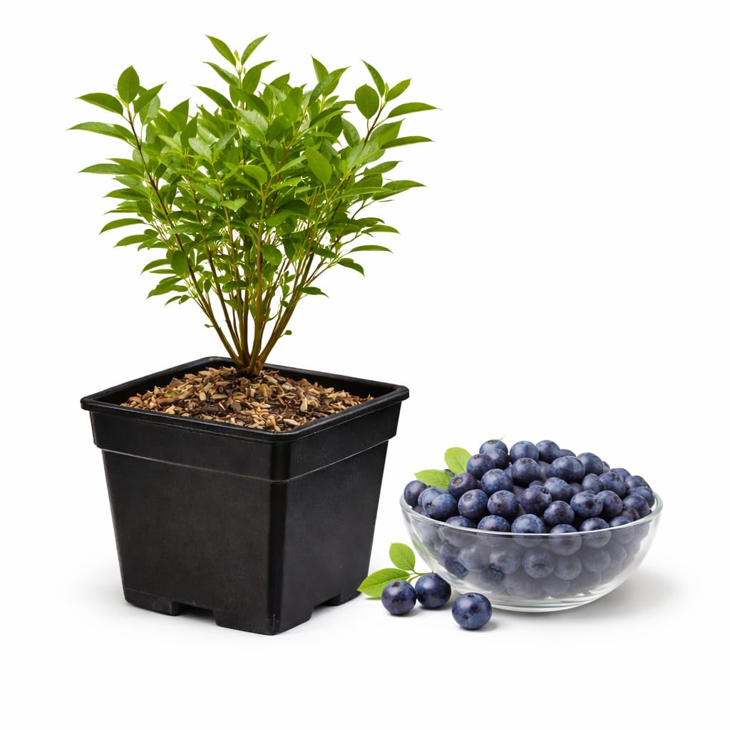 Huckleberry Plants Live for Planting, 3-4 Inch Bare Root Seedlings, Non GMO, Low Maintenance Native Fruit Shrub, Robust Well-Rooted Plants