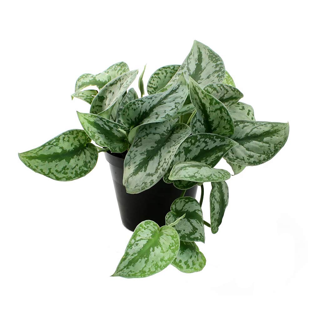 American Plant Exchange Silver Splash Pothos – Live 6-Inch Potted Satin Pothos Vine, Easy-Care Air Purifying Houseplant, Fast-Growing Indoor Plant for Home, Office & Modern Tropical Indoor Décor