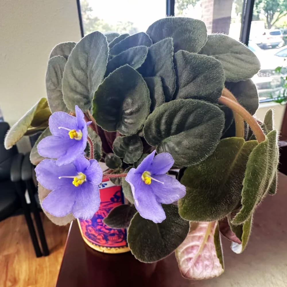 African Violets Live Plants, African Violet Plant Live in 4 Inches Pot, Violets Flowers Houseplant, 4-7 Inches Tall for Home Office Decor (Light Purple)