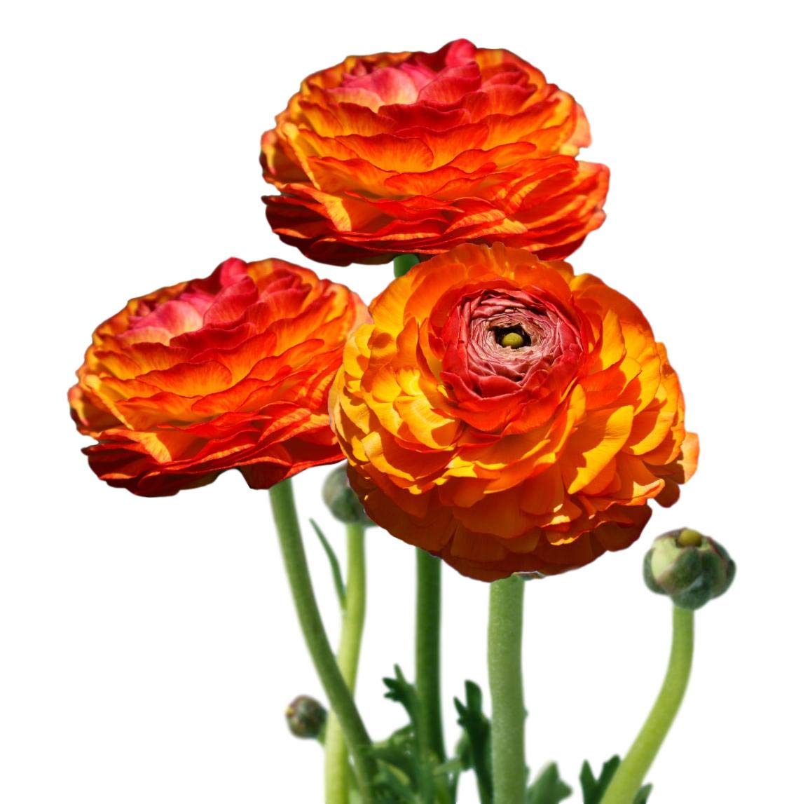 Easy to Grow Ranunculus Tecolote Flamenco 10 Flower Bulbs - Spring Red Orange & Yellow Blooms in Sun, Carlsbad Flower Fields, Great for Cutting