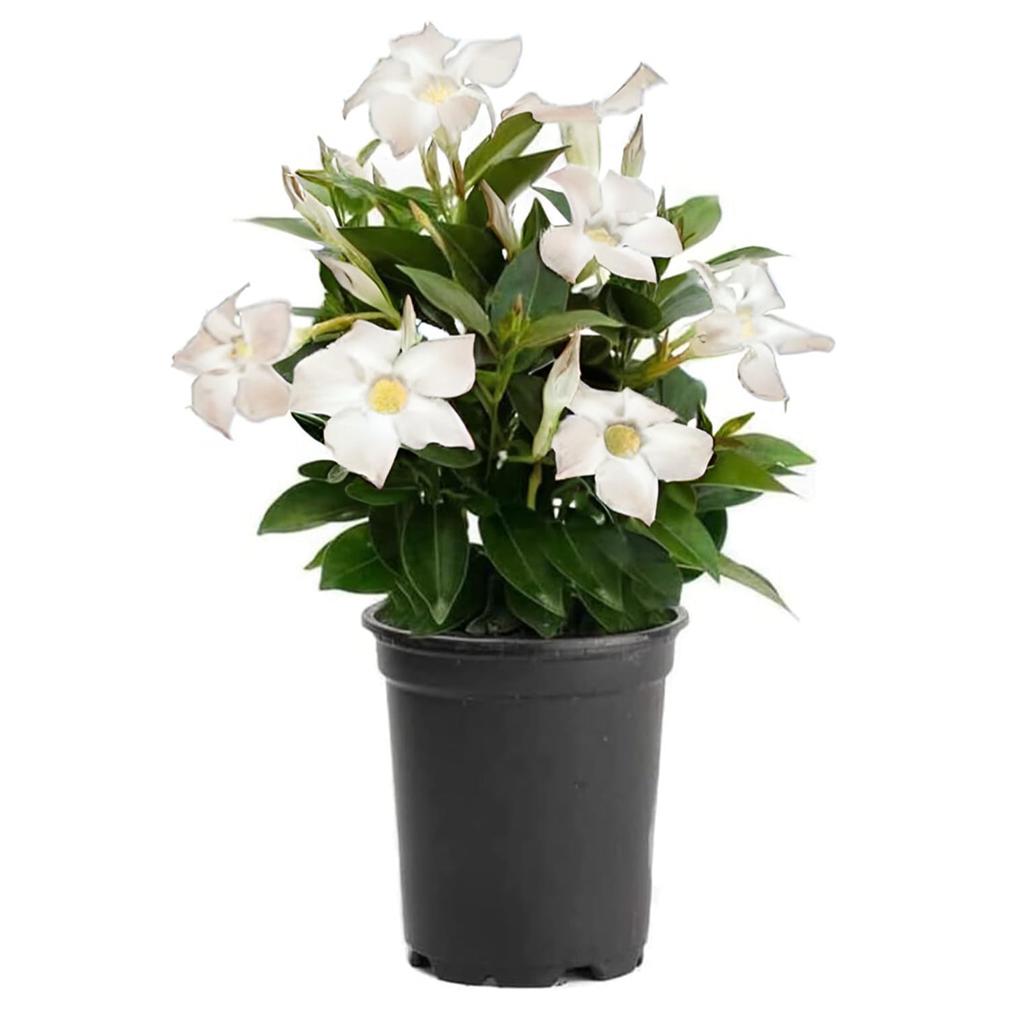 American Plant Exchange Dipladenia Bush 'White', 6-Inch Pot, Continuous Blooms, Easy-to-Care Live Plant for Indoor & Outdoor Use, Flowering Shrub Perfect for Landscapes, Container Gardens & Patios