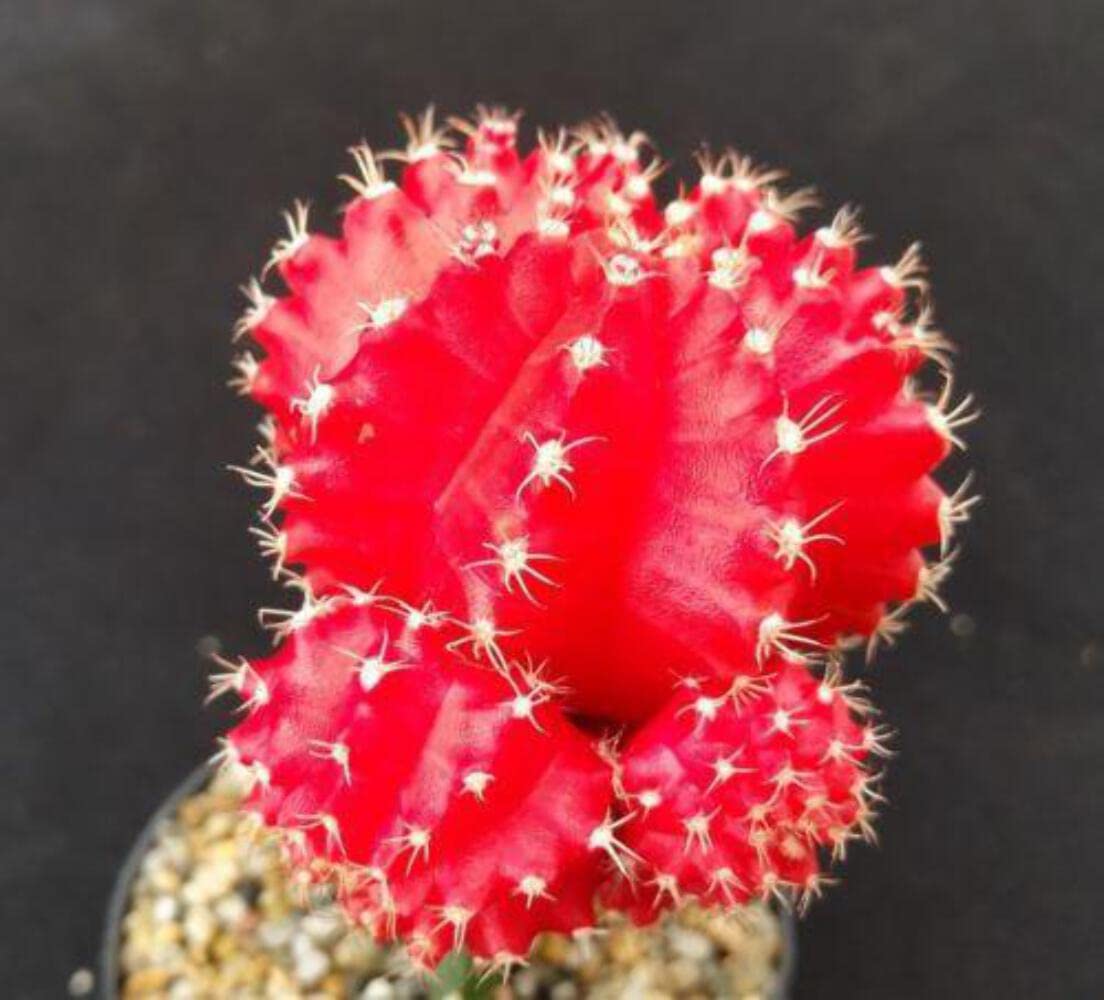 Red Grafted Moon Cactus - Gymnocalycium mihanovichii Hibotan Cacti Cactus Succulent Real Live Plant