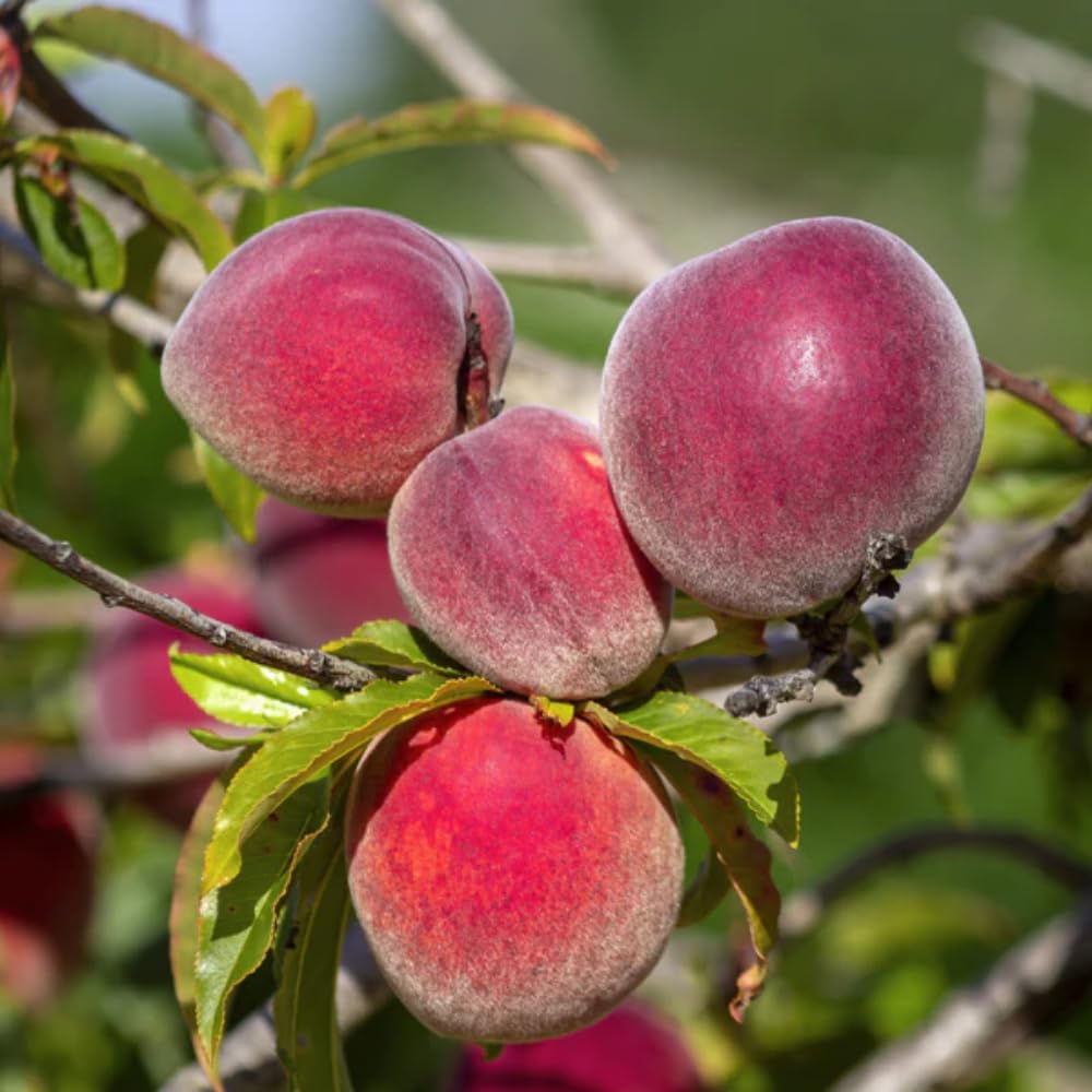 Grafted Peach Tree Live Plant, Well Rooted Peach Plant 1 Feet Tall for Planting Outdoor, Dormant, Ready to Bear Fruit Within 1-2 Years (Belle of Georgia)
