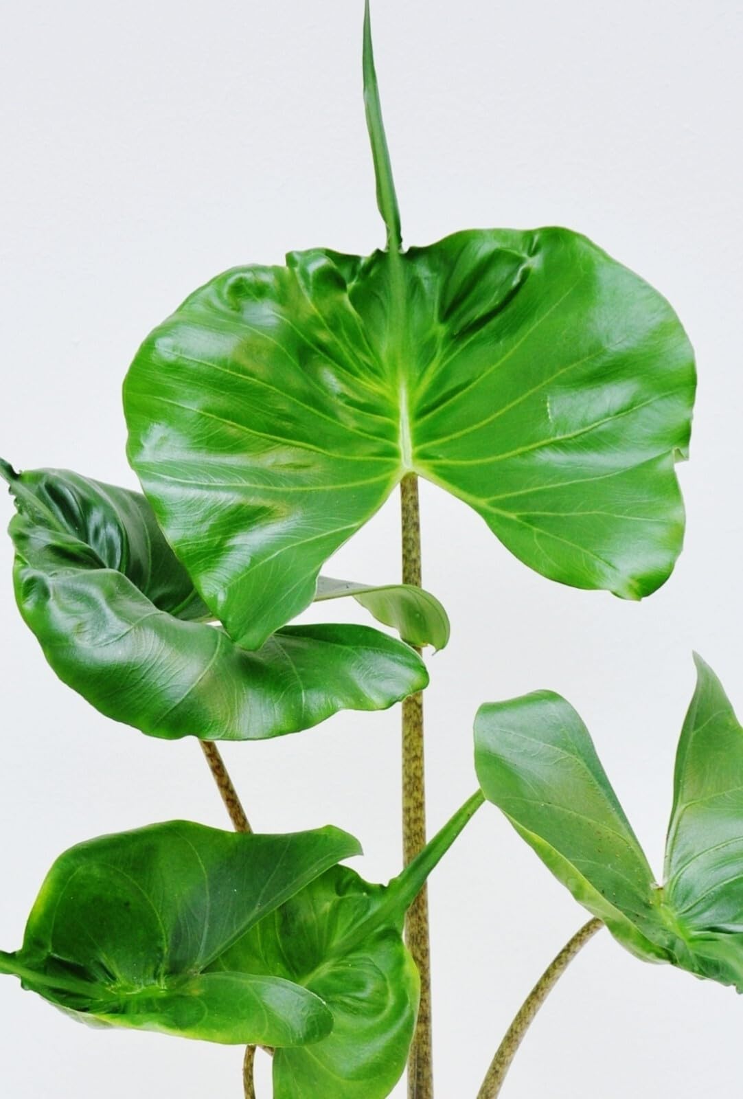 Live Plant - Stingray Alocasia Elephant Ear Small Well Rooted Starter Plant