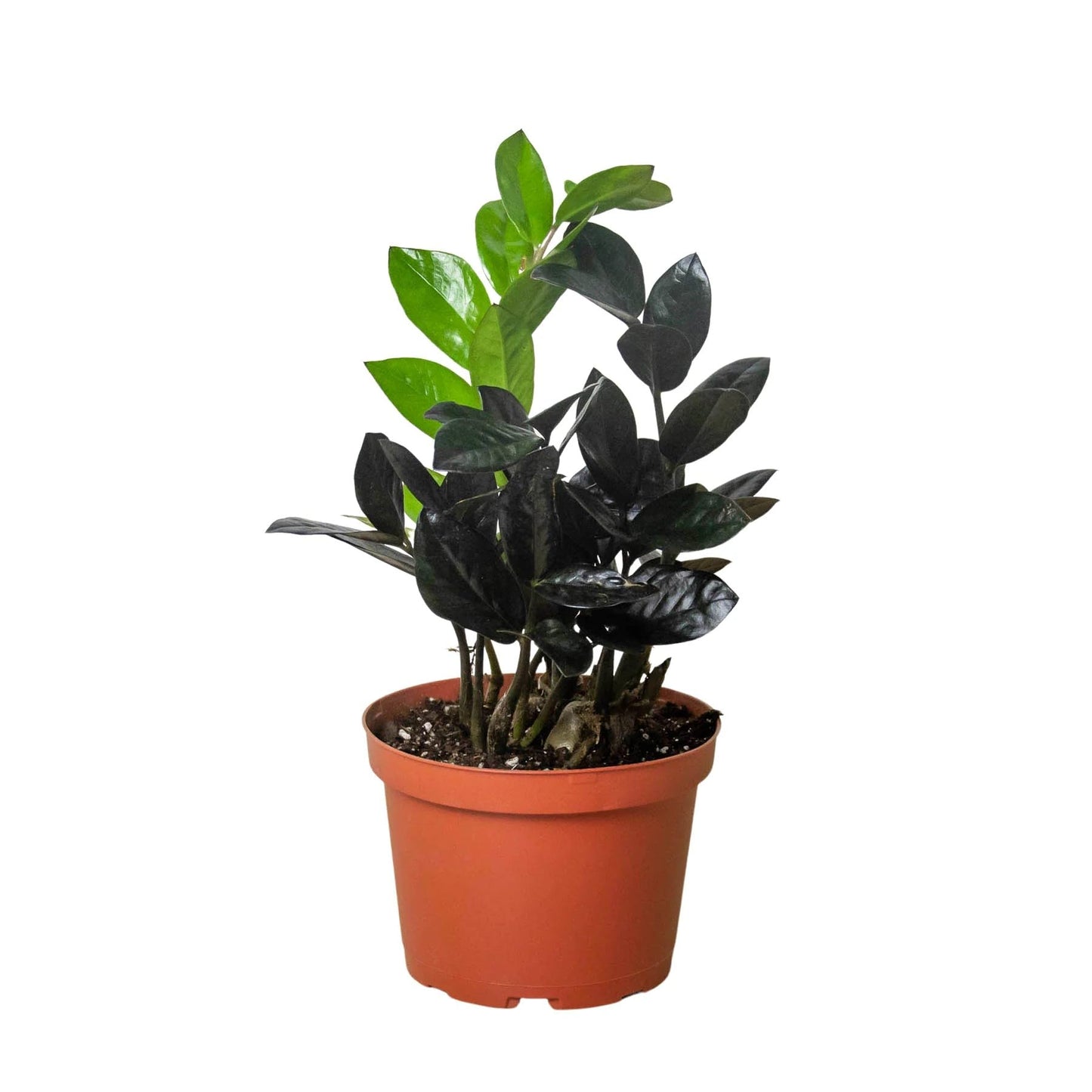 ZZ Zamioculcas 'Black Queen' | Live Plant for Indoor & Outdoor | for Living Room, Office, Bathroom | (6" Pot)