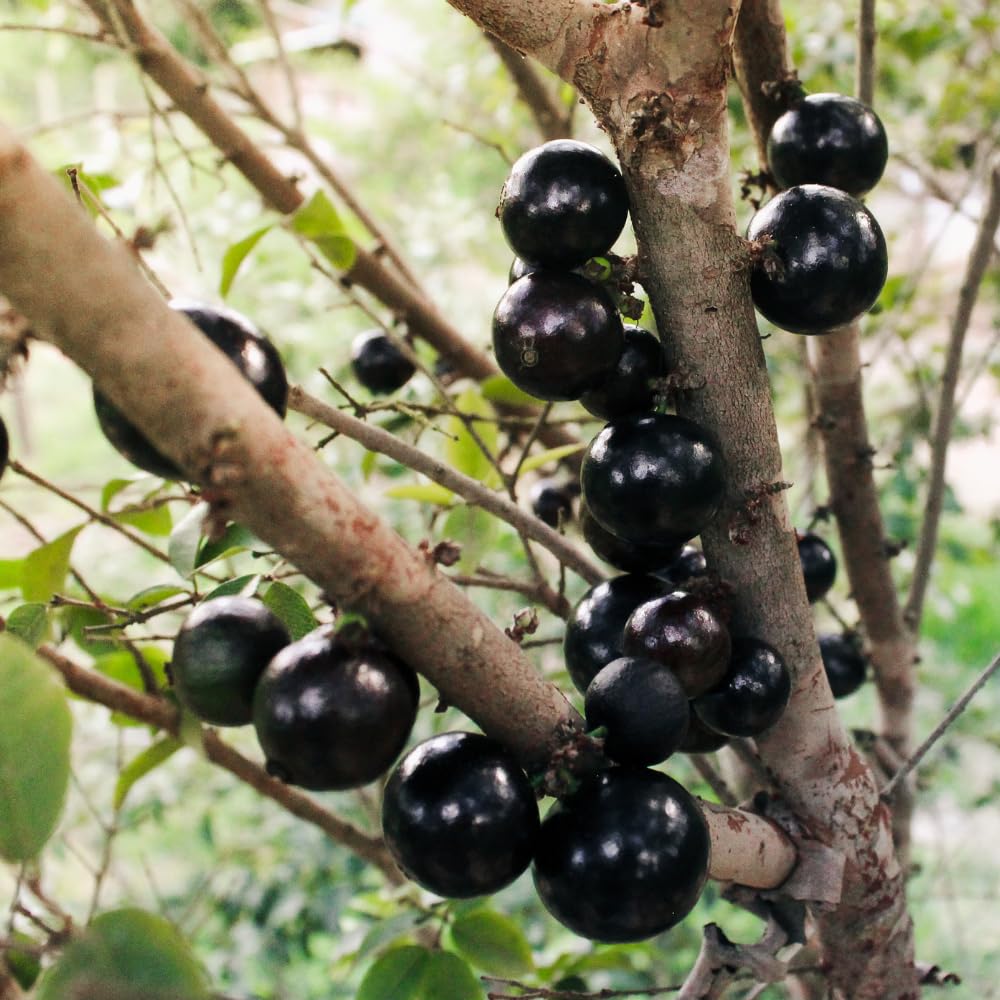 Jaboticaba Tree Live Plant in 3 Gallon Pot, Jaboticaba Sabara, Black Grape Fruit Trees from 2 to 3 Feet Tall for Outdoor Planting, No Ship to CA