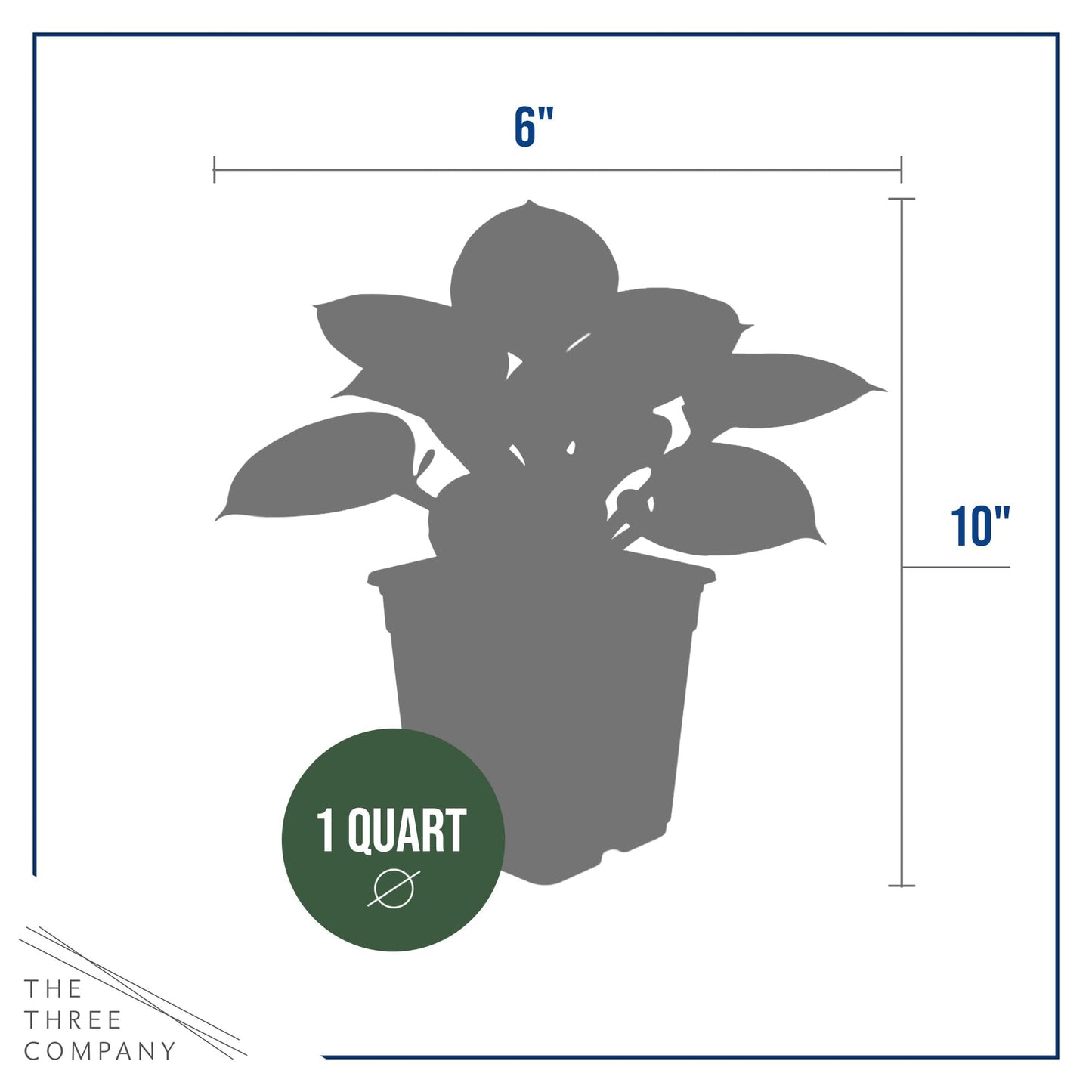 Live Perennial Hosta - Bedazzled (3 Plants Per Pack) Beautiful Accent Plant, 10" Tall by 4" Wide in 1 Qt Pot