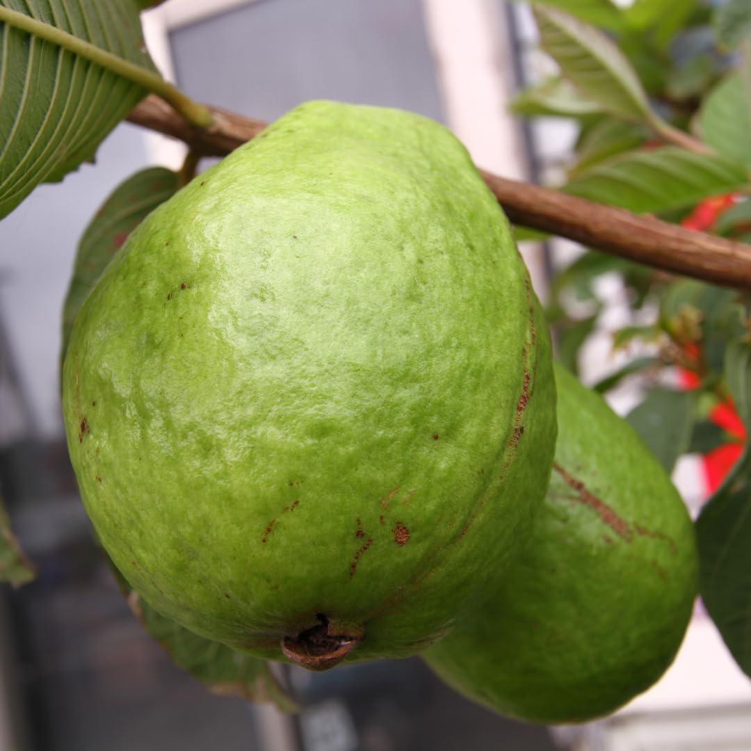 Live Grafted Ruby Guava Tree, Hardy Tropical Guava Plant, Sweet Fruit, 3 to 4 Feet Tall for Outdoor Growing