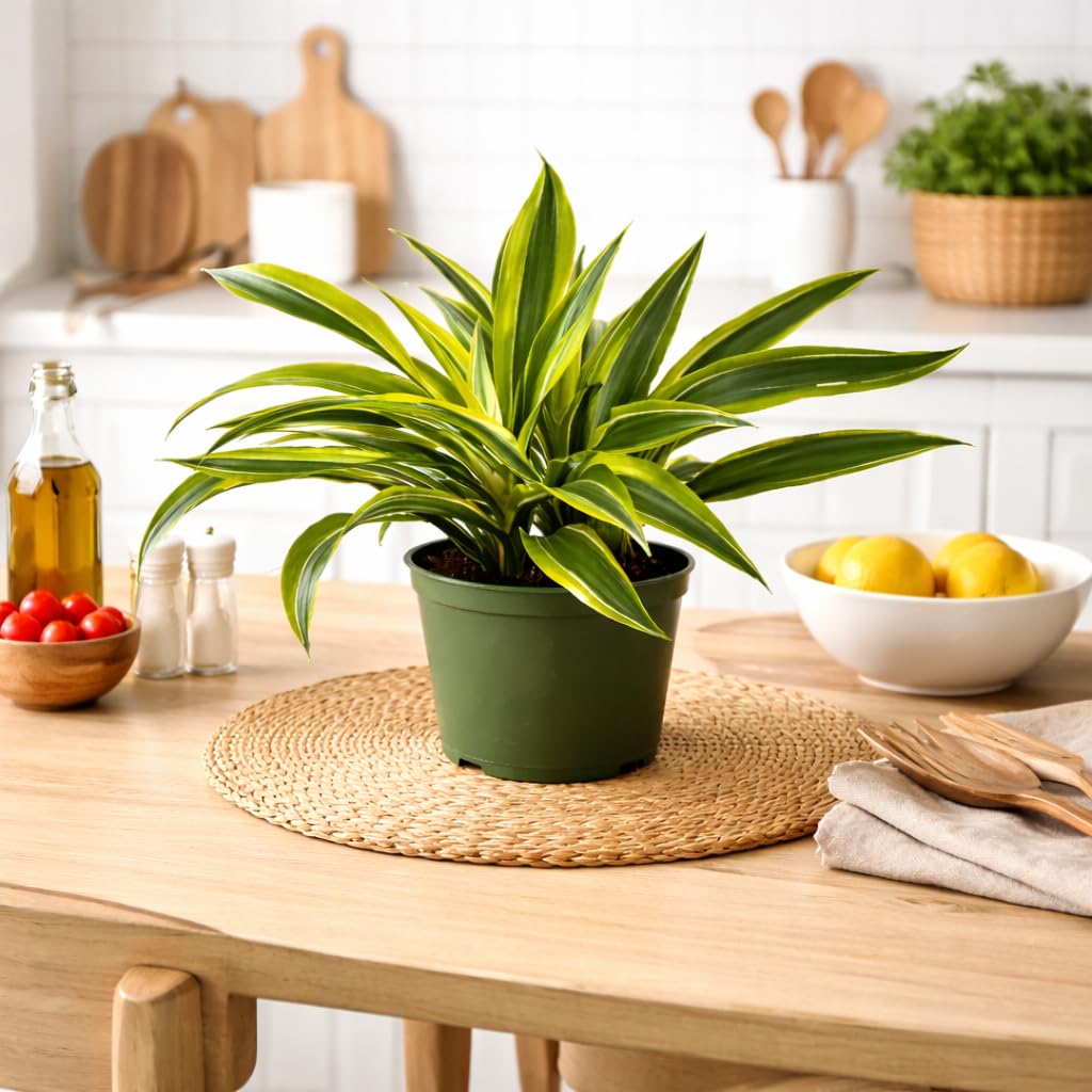 Dracaena Lemon Lime Live Plant in 6 Inch Pot, Variegated Indoor Houseplant with Bright Green and Yellow Foliage