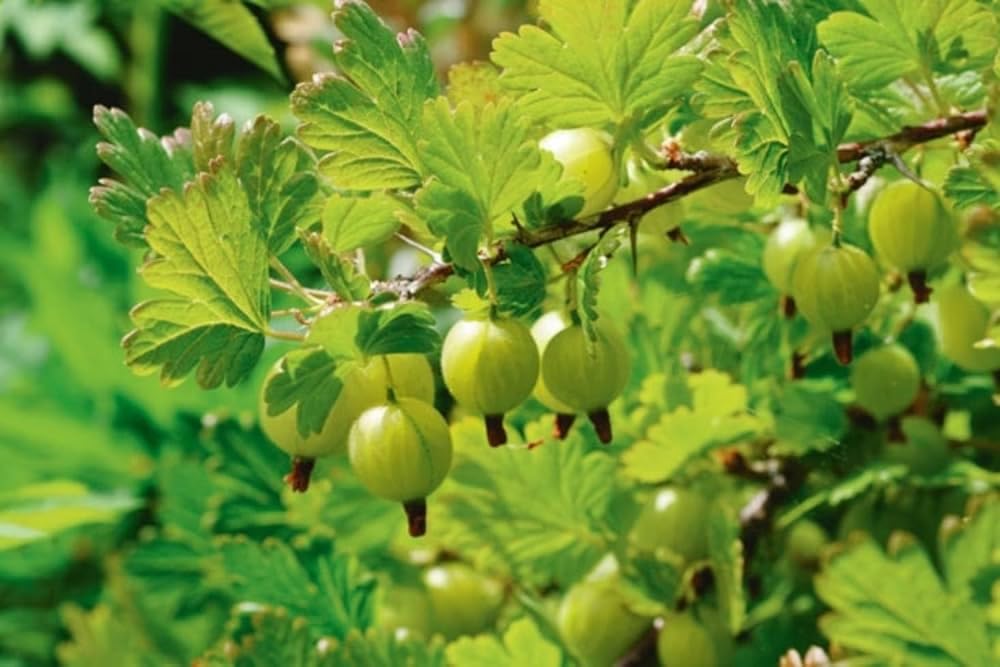 Indian Amla Seeds for Planting, Easy to Grow & High Yield, Home Garden Gooseberry Seeds, Suitable for Pots & Outdoors, Nutrient-Rich & Hardy Variety, Ideal for All Climates, Fast Germination