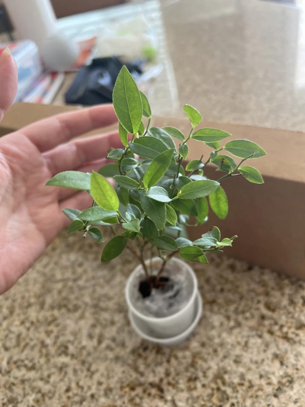 Jewel Blueberry Plants (2-Pack) - Live Berry Bush 5-8" - Container or Garden Growing - Large Sweet Berries - Hardy Zones 4-8