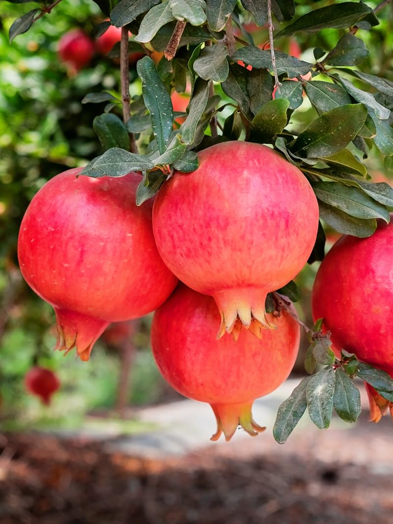 Parfianka Pomegranate Tree, Fruit Bearing, Hardy, 1 gal Nursery Pot, 12-18 in Tree Height (Due to Agricultural Laws, we Cannot Ship to CA, AZ, AK, or HI)
