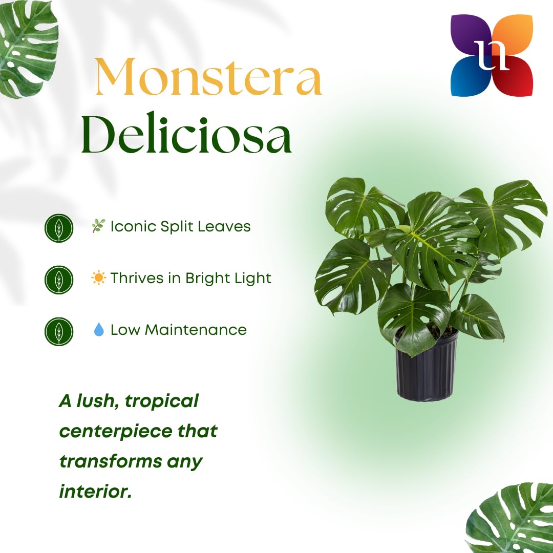 United Nursery Monstera Deliciosa Bundle 2-Pack Large 30-36 inches Tall Live Indoor Swiss Cheese Plants 10 inche Plants Pots, Air Purifying Tropical Floor Plants for Home and Office Decor