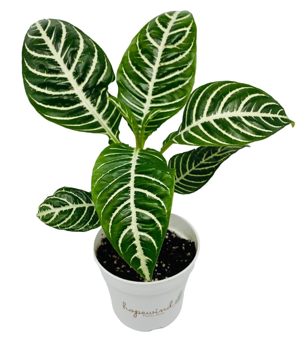 Snow White Zebra Plant - Aphelandra - Exotic and Unique House Live Plant - 4 inch Pot - Hopewind Plants Shop