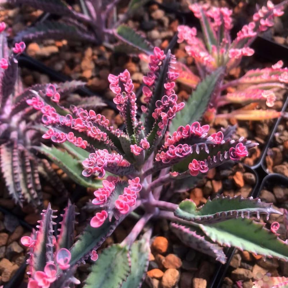 Live Kalanchoe Plant, Pink Butterfly Kalanchoe Plant in 2'' Pot, Mother of Thousands Succulents