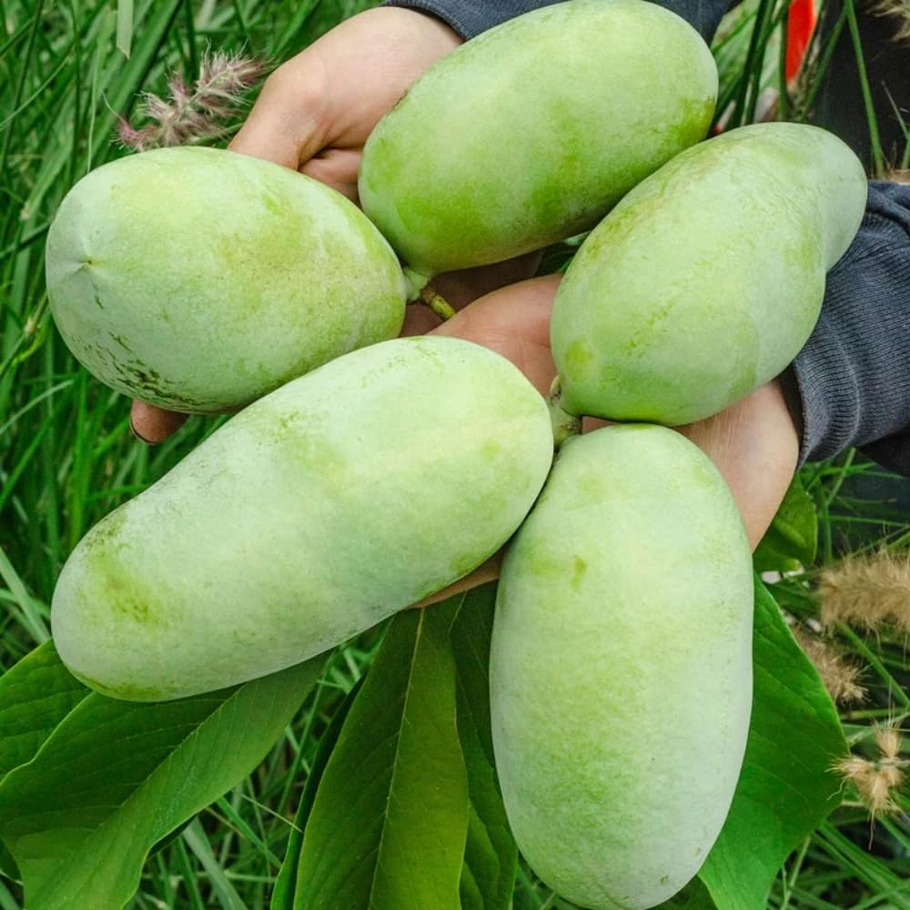 2 Common Pawpaw Trees Live Plants Size 1 Year Old, Potted 6-12" Tall Dormant Paw Paw Seedling Plants, Well Rooted, Ornamental Fruit Asimina Triloba