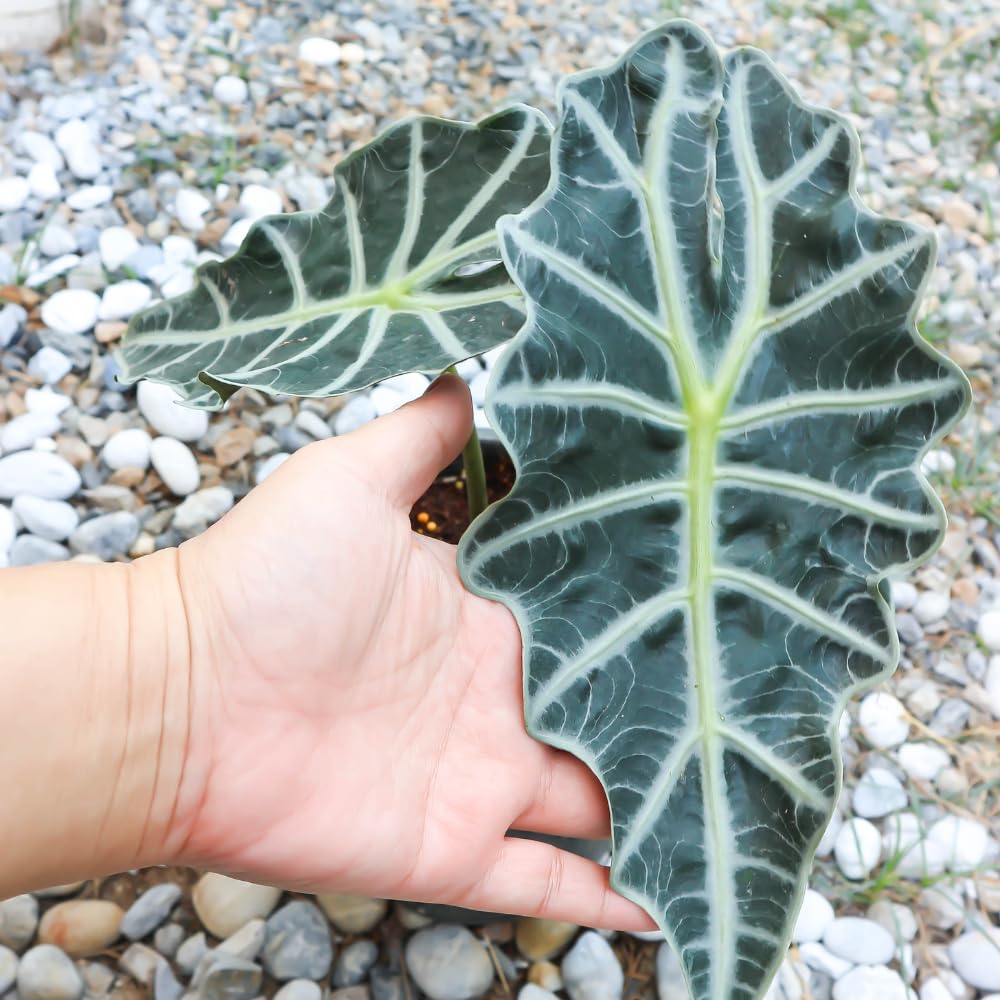 Alocasia Live Plant, Tropical Plant for Gift or Home Office Decor, Air Purifying, Rare Alocasia Plant Indoor from 2 to 4 Inches Tall (Deep Green)