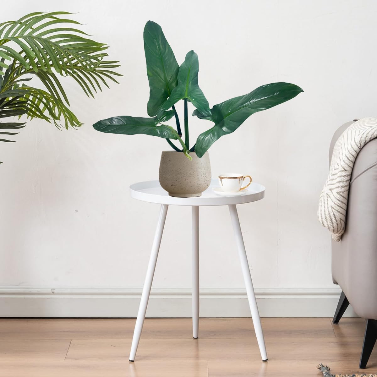 LEAL PLANTS ECUADOR Philodendron Hastatun 'Silver Sword', Stunning Metallic Sheen & Elegant Climbing Habit,Tropical Houseplant, Perfect for Home Decor, Unique Gift for Plant Lovers