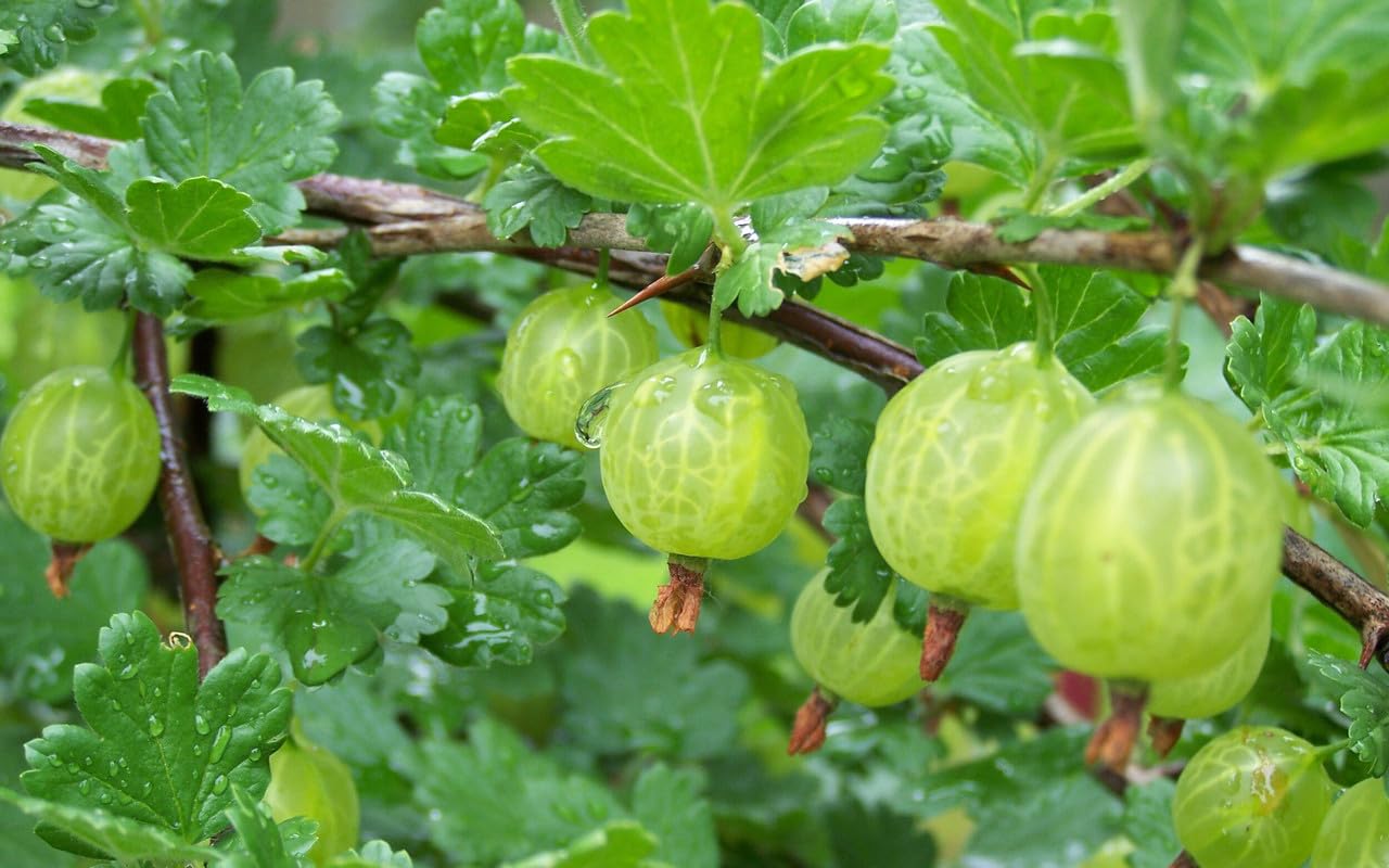 Pixwell Gooseberry Plant Live for Planting, Gooseberry Bush Live Plant Gooseberry Starter Plant Ready to Grow