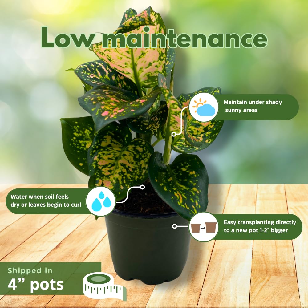 BubbleBlooms Aglaonema Assortment 4 inch Pots Set of 3 Chinese Evergreen