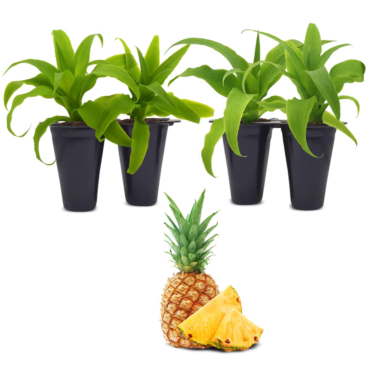 Pineapple Plant Elite Gold (4 Pack) | Easy to Grow Plants | Edible Fruit Plant for Sustainable Living | Grow Your own Food on Your Edible Organic |