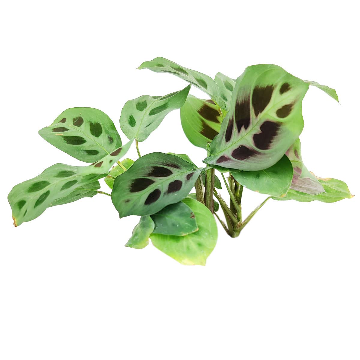 Maranta Green Prayer Plant - Maranta Leuconeura 4'' | Easy to Grow Houseplant | Live Healthy Houseplant for Home Office Decoration (4'' + Plastic Pot)