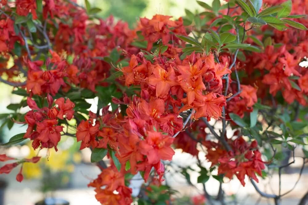 Live Plant - Azalea Rhododendronwell Rooted Starter Plant