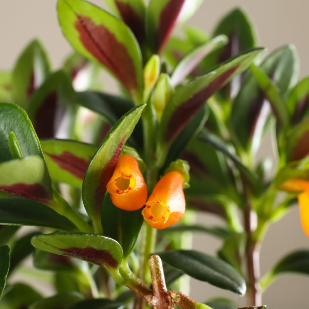 Trailing Goldfish Plant, Goldfish Plants Live Houseplants in 4 Inches Pot, Bright Blooms Flowers for Hanging Basket, Rare Indoor Succulents, 4 to 7 Inches Tall