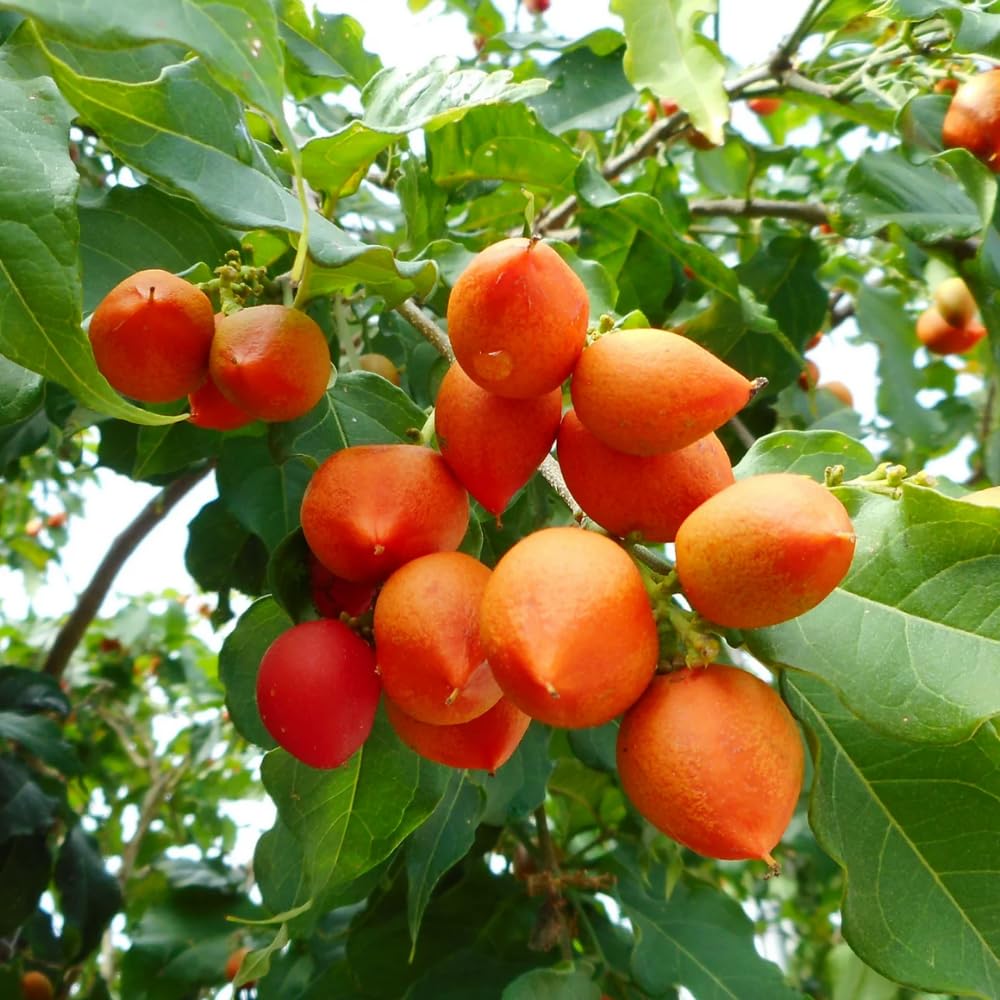 2 Peanut Butter Trees Plants Live, Peanut Well Rooted Starter 4-6” Tall for Home Garden and Patio Pots