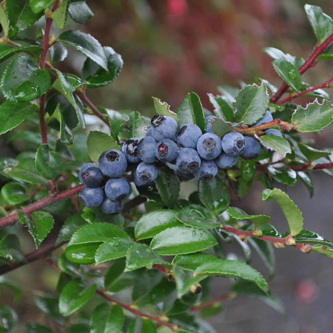 Small Huckleberry Live Plants, 3-4 Inch Tall Bare Root Seedlings, Vaccinium Native Berry Shrub, Edible Fruit Bearing Plant for Landscapes