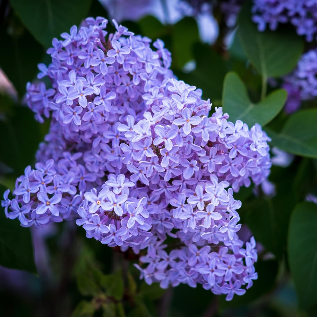 2 Lilac Trees Live Plants, 1 Year Old Well-Rooted Purple Syringa Bushes Seedling,6 to 12 Inches Tall, Fragrant, Zones 3-7