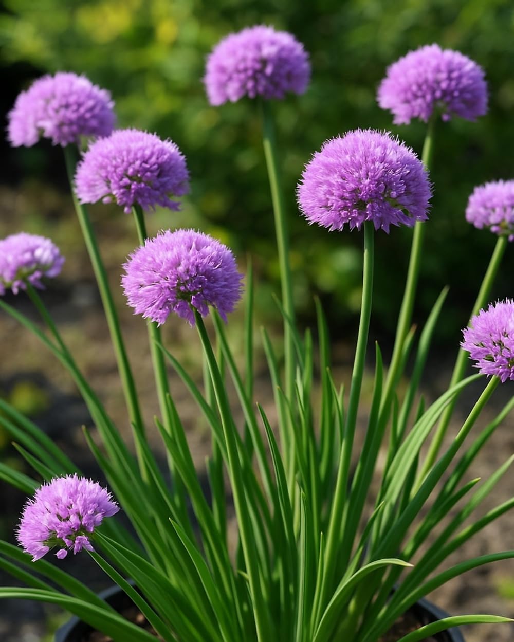 Perennial Farm Allium 'Medusa' – Live Ornamental Onion in #1 Container, Lavender-Purple Blooms with Twisting Stems, Deer Resistant, Pollinator Friendly, Great for Borders, Beds & Rock Gardens